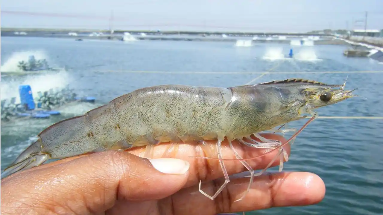 Aquaculture